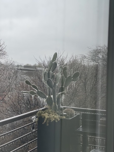 Cactus with icicles